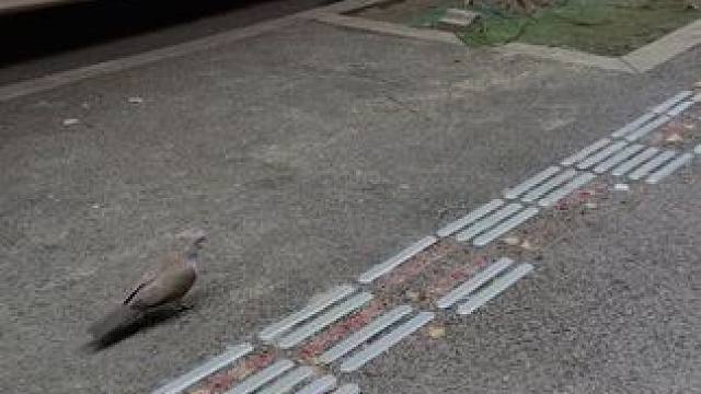 心里要留一块亮的地方 #日常vlog  #美食