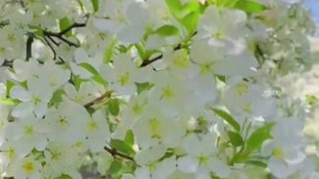 生命是一万次的春和景明！ #发现宝藏小城 #去放风小城 #找个宝藏小城去踏春 #婺源