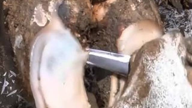 一只很少见到的丝滑牛蹄#解压 #修牛蹄