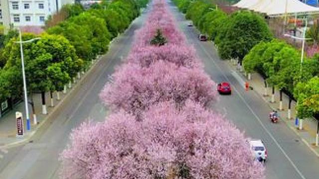 这里马上又迎来一年最美画卷 #春来广元#城市风景一角 #阳春三月春暖花开 #靓丽的风景线 #旅行推荐