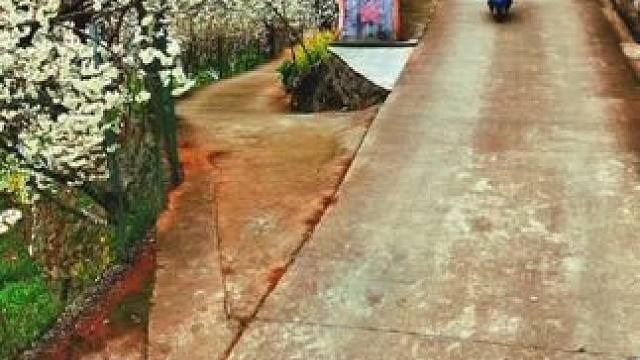三月的沙河，这片樱桃花再也藏不住了#踏春赏花 #美丽乡村 #故乡的原风景 #山野自然 #春来广元
