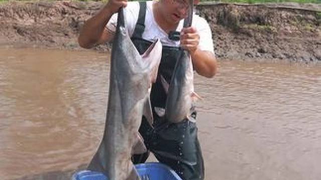 包塘抓鸭嘴鱼，还有鱼跟表妹一样高...#真实户外 #徒手抓鱼 #我的乡村生活 