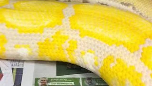 祝福所有的粉丝们今年都发大财#动物#蛇年 #蛇来运转