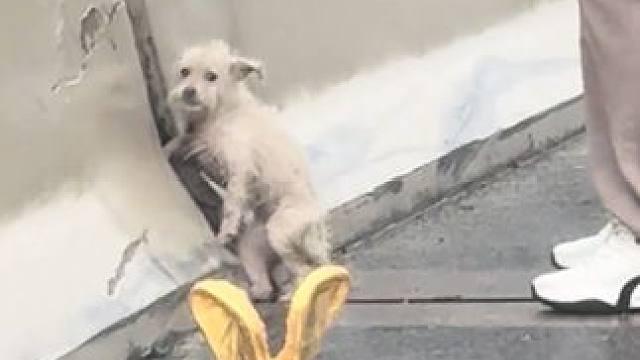 啊啊啊啊这好日子让我过过呗#流浪狗#萌宠#可爱#治愈