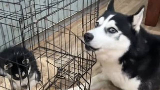 这么纯种的哈士奇不多见了#哈士奇 #二哈 #萌宠 #家有傻狗 #搞笑