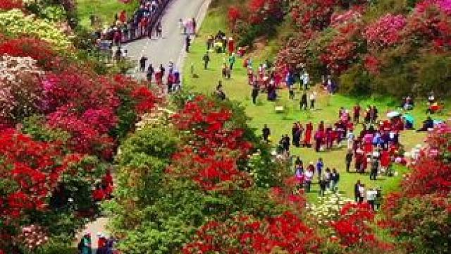 世界上最大的天然杜鹃花生态园，中国贵州毕节百里杜鹃，今年是盛花期你想不想去看看呢？#百里杜鹃 #藏在