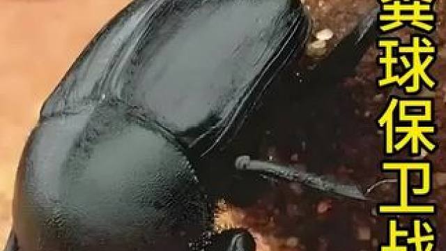 粪球保卫战#动物科普 #动物世界