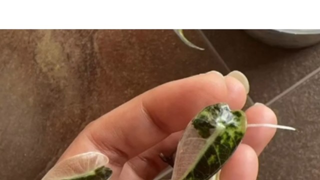 粉锦大仙女种球Alocasia Polly var