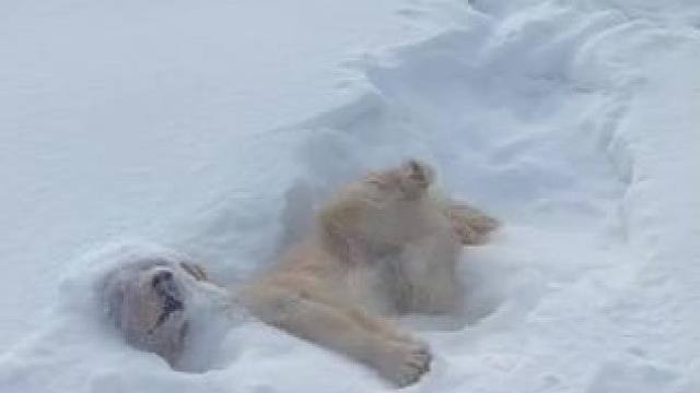 快乐狗狗#萌宠出道计划 #动物的迷惑行为 #dou来休息一下