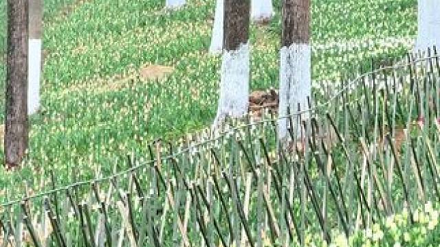 龙架山公园这片即将盛开的郁金香与水仙花太美了 #万物皆可种草搜 #又到了看花花的季节了 #贵州赏花攻