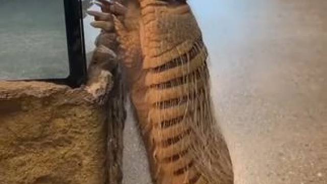 麻风病毒宿主犰狳 #国外视频分享 #野生动物零距离 #奇妙的动物