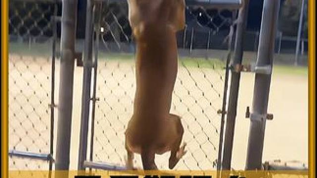 一种被轻视的马里努阿犬！ #内容启发搜索 #科普