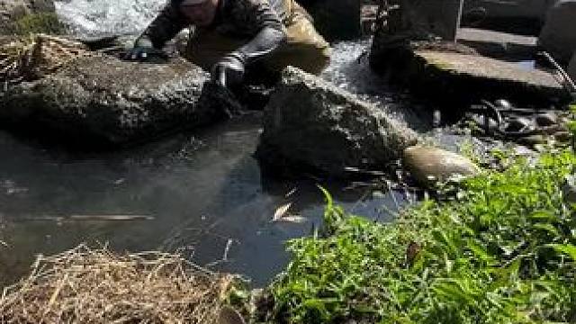 哈哈这鱼是真的大#这是什么鱼大家认识吗 #鱼#好大一条鱼#抓鱼