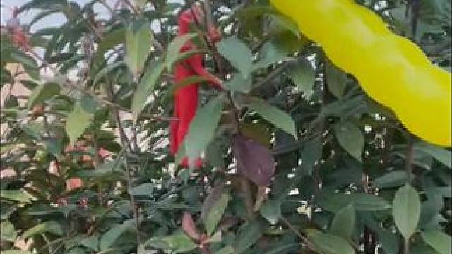 奥特曼的气球怎么挂树上了快来帮帮他吧#奥特曼玩具 #儿童玩具 #儿童乐趣