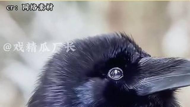 它才不是什么不祥的乌鸦，它明明就是一只五彩斑斓的祥瑞 #乌鸦  #鸟  #热点  #万万没想到 #神