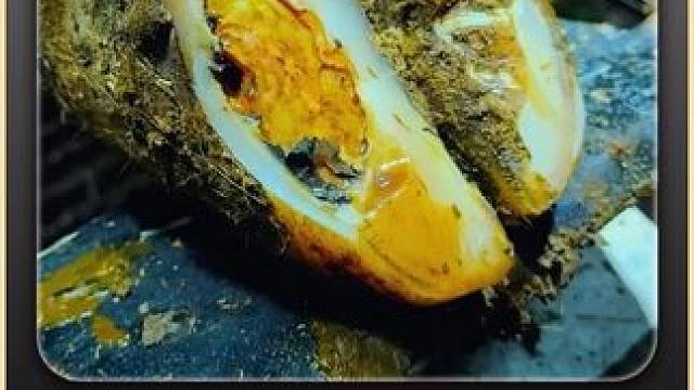 为何不避，因为不惧 #解压 #助眠 #修蹄 #强迫症 #极度舒适