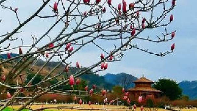 乐清北塘观光园，赏花春游好去处。#记录身边好春光