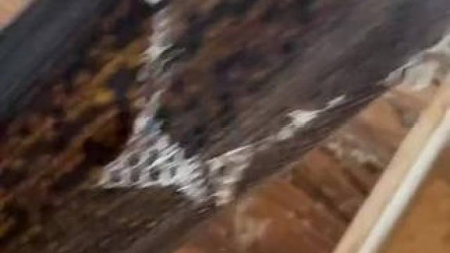 #河马 #鳄鱼 #凶猛动物