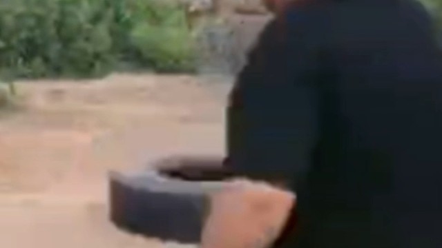 金猪拿大盆顶头