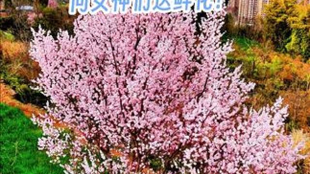 用我才拍到的一树鲜花送给女神们！祝大家#女神节快乐像花儿一样漂亮 ！#带你看樱花 #记录身边好春光