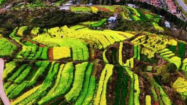 春来广元 看春暖花开。#油菜花海织就田园画卷 #春游广元#一起去春游 #治愈系风景 #旅行推荐官