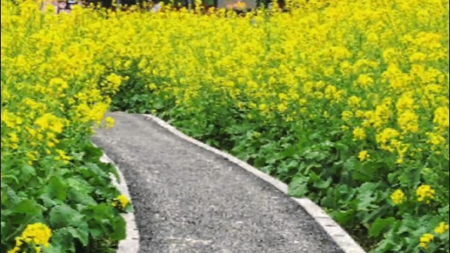 非女神和春天有个约会