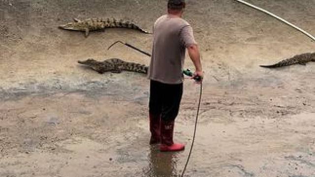 新能源#鳄鱼养殖场 #非专业人士请勿模仿