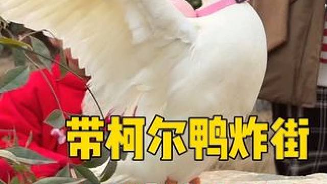 带柯尔鸭去炸街，回头率爆表，瞬间被小朋友们包围了 #动物的迷惑行为 #萌宠出道计划