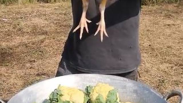 吃鸡 #舌尖上的美食 #美食达人 #记录那些日子 #这个世界会好的