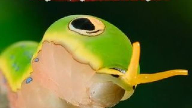 小小的毛毛虫，却有着大大的智慧 学会把缺点转化成优点，不管遇到多大的困哪都能迎刃而解#奇趣自然 #动