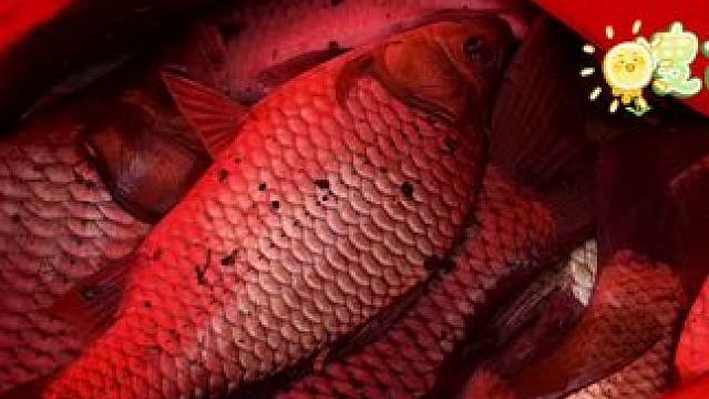 今天是钓鱼佬的一天#早春钓鱼少不了我 #体育老师 #钓鱼的乐趣只有钓鱼人懂