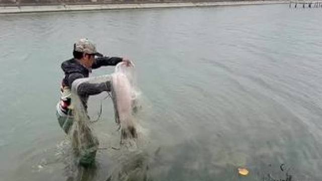 撒网捕鱼#捕鱼#撒网捕鱼#户外捕鱼