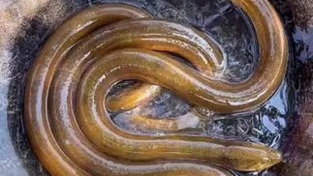 黄鳝鱼美食 #舌尖上的美食 #我的农村生活 #农村美食记录生活 #大自然的馈赠 #这是真正的硬菜