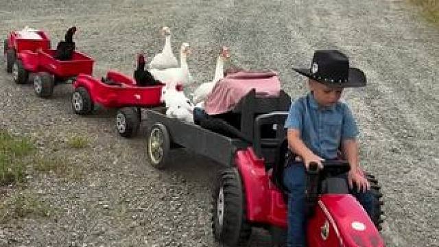 美国小农场主一天的生活#我要上热门 #农场主#人与动物#国外