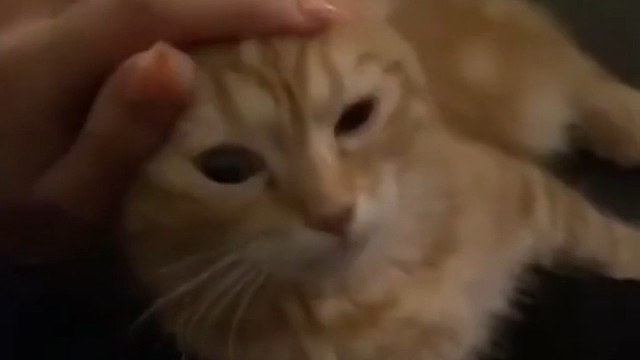 情是种爱偏开在迷途