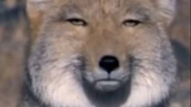 藏狐，看似老谋深算，但什么都算不明白的动物。#搞笑 #萌宠 #藏狐