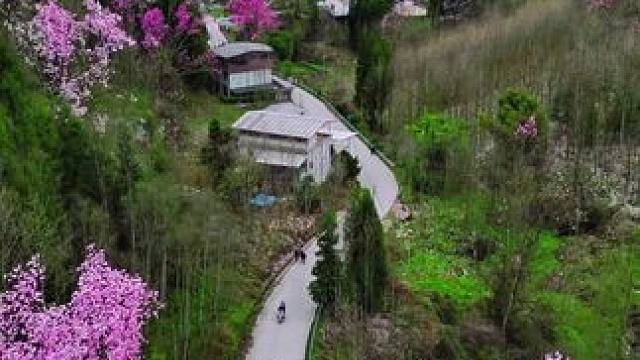 中国最大野生辛夷花的家园 ，江油吴家后山#好看的花一定要分享给你 #在这遇见紫色花海 #世外桃源 #