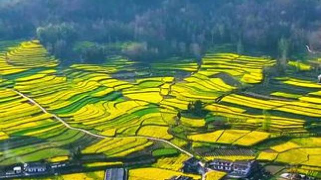 青川最美油菜花既将再现美丽画卷！#春天当然要拍油菜花 #春来广元#油菜花海织就田园画卷 #家乡的油菜