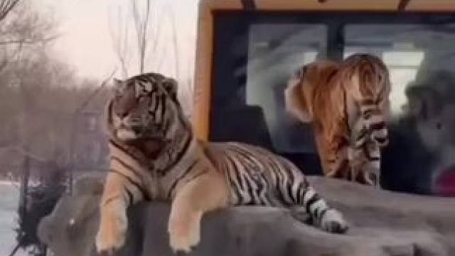 大口的寂寞#老虎