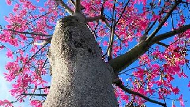 春暖花开试试这样拍，一招教你拍出视觉大片#手机摄影 #又到了赏花拍照的季节 #一起去春游 #捕捉身边