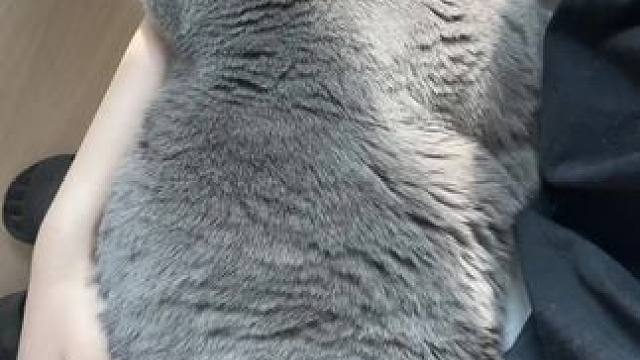 他真的把我当妈妈了吧#猫咪 #我镜头下的小猫 #在猫咪脸上看出了无奈 #养猫的应该都懂吧 #当你有一