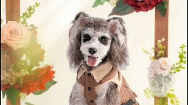 讲道理不敢给客户看底片是有原因的
#调色 #后期 #宠物写真 #郑州宠物写真 #郑州宠物摄影