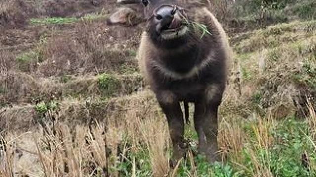 #记录我的乡村生活 #放牛的生活 #田园生活