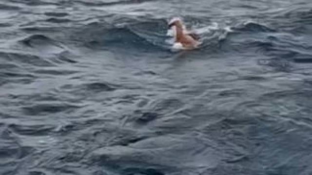 属于自由泳的极限挑战游泳逐浪真的太帅了吧！ #游泳打卡 #公开水域游泳 #自由泳 #极限挑战 #游泳