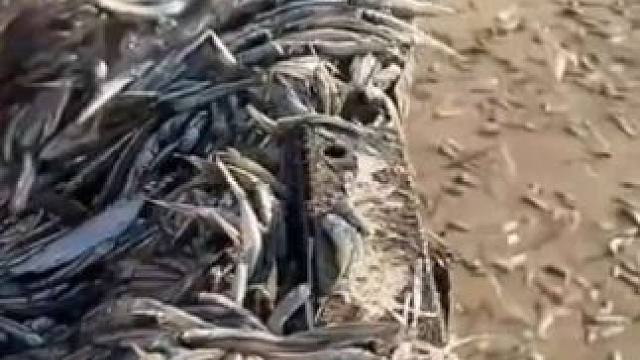 独特的制作方法，让小鱼仔更加美味，更加有嚼劲#小鱼仔