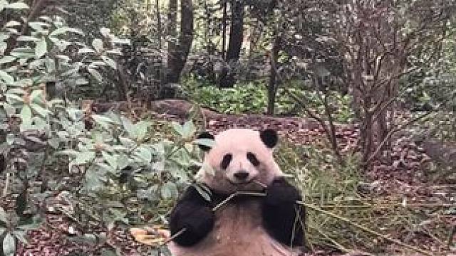 见到女明星花花啦～#熊猫花花 #熊猫基地看熊猫 #成都熊猫基地看熊猫 #花花