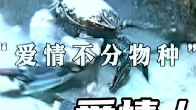 Love does not distinguish between species.（“爱情不分物种