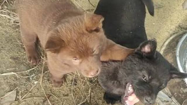 小黑和小黄，你们不要再打了啦！能不能给我点面子 