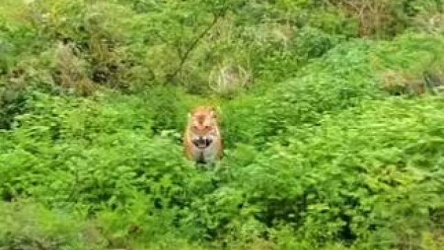 敢不敢徒手上去滑铲#大猫 #老虎 #虎啸