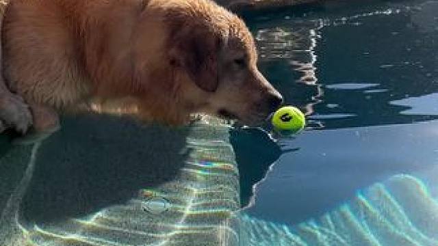 抓球！ #狗狗 #dou来休息一下